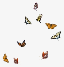 Blue Butterflies Flying Png, Transparent Png, Transparent PNG