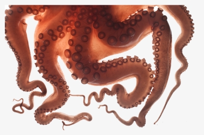 #octopus #tentacles #freetoedit - Insensitive Memes, HD Png Download, Transparent PNG