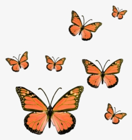#butterfly #butterflies #butterflys #bug #insect #insects - Hot Pink Butterfly Sticker, HD Png Download, Transparent PNG