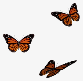 Orange Butterfly Transparent Gif, HD Png Download, Transparent PNG