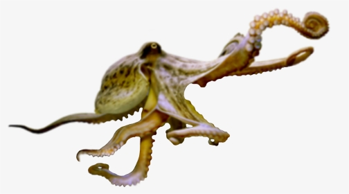 #octopus #sealife #terrieasterly - Octopus, HD Png Download, Transparent PNG