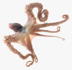 #octopus #freetoedit - 章魚 Png, Transparent Png, Transparent PNG