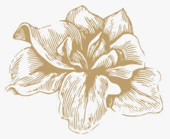 Flowers Gold 02 - Hippeastrum, HD Png Download, Transparent PNG