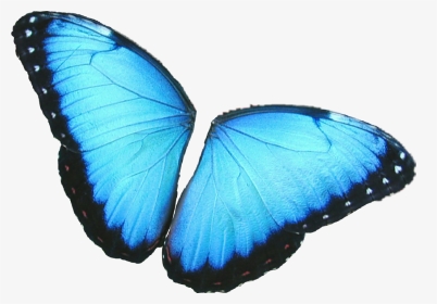 #butterfly #wings #colorful #girly #amazing #artistic - Butterfly Wings Png Blue, Transparent Png, Transparent PNG