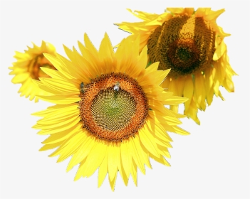 Sunflower Flower Free Png Transparent Images Free Download - Common Sunflower, Png Download, Transparent PNG