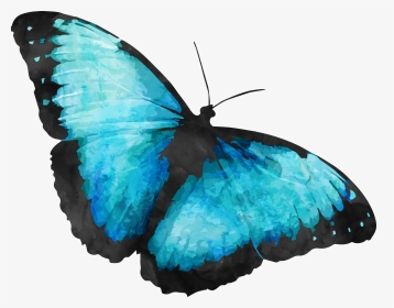Transparent Background Blue Morpho Butterfly, HD Png Download, Transparent PNG