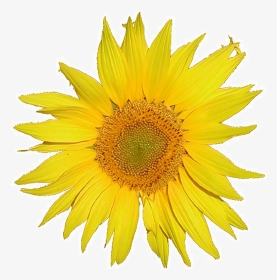 Mediawiki Logo Sunflower Tournesol 5x Rev2 - Mediawiki Logo, HD Png Download, Transparent PNG