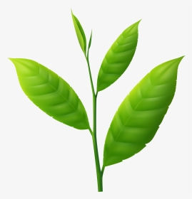 Plant Png Small, Transparent Png, Transparent PNG