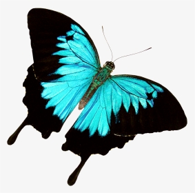 Butterfly World - Jungle Butterfly No Background, HD Png Download, Transparent PNG