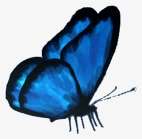 #butterfly #butterflyeffect #lifeisstrange #max #cloe - Butterfly Picsart Png, Transparent Png, Transparent PNG