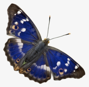 Butterfly Png Download - Insect, Transparent Png, Transparent PNG
