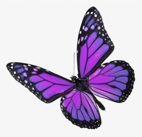 Simple Real Pictures Of Butterflies Popular Butterfly - Butterfly On White Background, HD Png Download, Transparent PNG