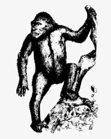 Standing Apes Drawing, HD Png Download, Transparent PNG