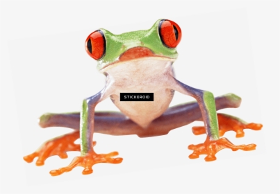 Mlg Frog Png - Red Eyed Tree Frog Front, Transparent Png, Transparent PNG
