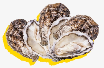 Silver Lining About Happy Hour Oysters - Tiostrea Chilensis, HD Png Download, Transparent PNG