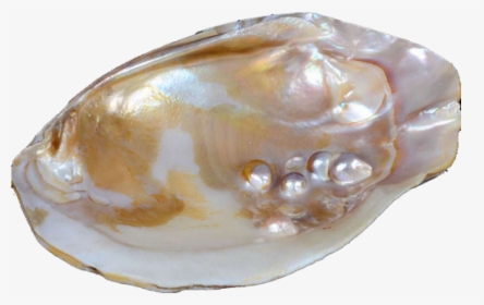 Pearl Oyster Png, Transparent Png, Transparent PNG