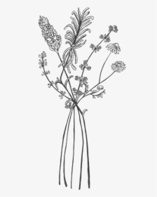 Black And White Herb Drawings, HD Png Download, Transparent PNG