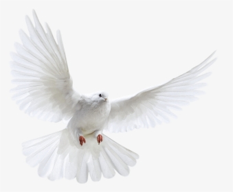 Download Pigeon Free Png Photo Images And Clipart - Nipsey Hussle Angel Wings, Transparent Png, Transparent PNG