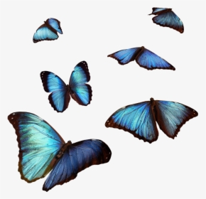 #butterfly #butterflies #blue #flying #cute #fly #air - ليس لنا الا الله, HD Png Download, Transparent PNG