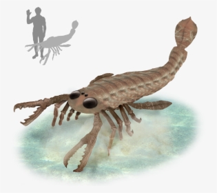 File - Pterygotus - Pterygotus, HD Png Download, Transparent PNG