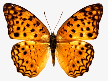 Colorful Butterfly Wallpapers Free Download Ultra Hd - Butterfly Free Png, Transparent Png, Transparent PNG