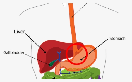 Digestive System - Digestive System Class 4, HD Png Download, Transparent PNG