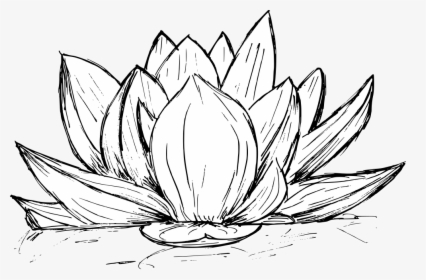 Lotus Drawing 3 - Line Art, HD Png Download, Transparent PNG