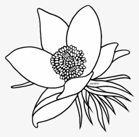 American Pasque Flower Drawing Clipart Floral Design - Drawing South Dakota State Flower, HD Png Download, Transparent PNG