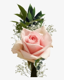 Single Flowers, HD Png Download, Transparent PNG
