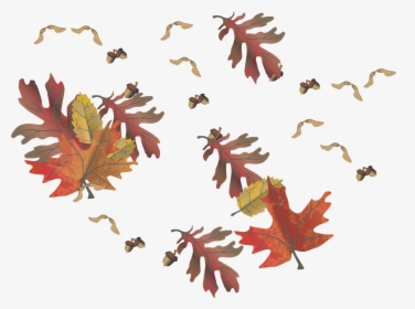 Transparent Leaf Clip Art - Maple Leaf, HD Png Download, Transparent PNG