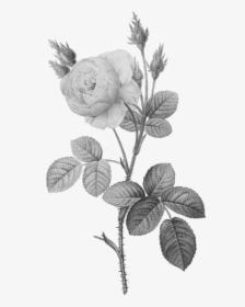 Single Gray Rose - White Vintage Flowers Png, Transparent Png, Transparent PNG