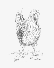 Hen 2018 India Ink - Rooster, HD Png Download, Transparent PNG