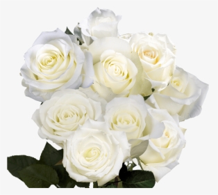 White Roses For Birthday - Floribunda, HD Png Download, Transparent PNG