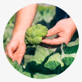 Toolboxdsg Ediblegarden - Broccoli, HD Png Download, Transparent PNG