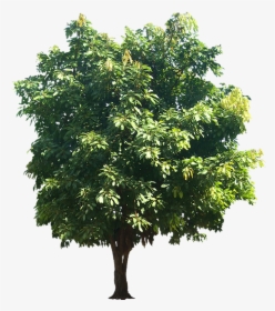 Ficus Religiosa Png, Transparent Png, Transparent PNG
