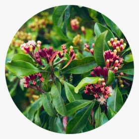 Clove Flower Bud, HD Png Download, Transparent PNG