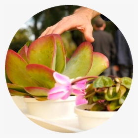 The Plants - Flowerpot, HD Png Download, Transparent PNG