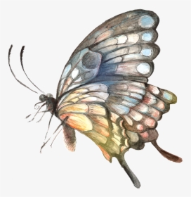 Painted Handpainted Butterfly Hd Png - Butterfly, Transparent Png, Transparent PNG