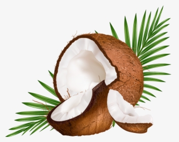 Water Euclidean Coconut Vector Milk Png Free Photo - Vector Coconut Leaf, Transparent Png, Transparent PNG