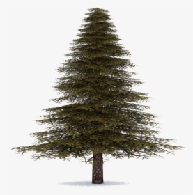 Transparent Real Christmas Tree, HD Png Download, Transparent PNG