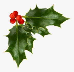 Holly Berries Transparent Background - Holly Berry Png, Png Download, Transparent PNG