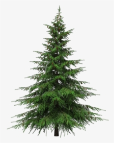 Healing Benefits Of Your Christmas Tree - Pine Tree Clear Background, HD Png Download, Transparent PNG