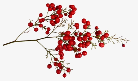 Flower,chinese Plant,leaf,rowan,woody Plant,holly,currant,ilex - Red Berries Png, Transparent Png, Transparent PNG