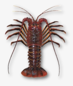Spiny Lobster, HD Png Download, Transparent PNG