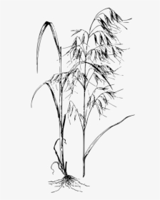 Line Art,plant,flora - Avena Fatua Drawing, HD Png Download, Transparent PNG