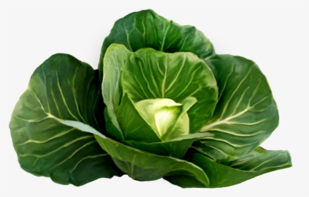 Cabbage Png Image - Cabbage Plant Png, Transparent Png, Transparent PNG