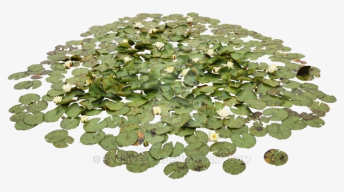 Water Lily Plant Png, Transparent Png, Transparent PNG