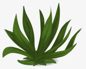Grasses, Green, Plants, Leafy, Tall, Long, Leaves - Long Leaf Plant Png, Transparent Png, Transparent PNG