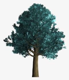 Tree, Decorative, Green, Foliage, Branch - Tree, HD Png Download, Transparent PNG