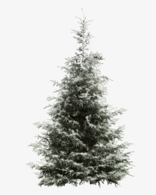 Fir Tree Pine Year Spruce Snowflake Clipart - Conifer Tree Png, Transparent Png, Transparent PNG